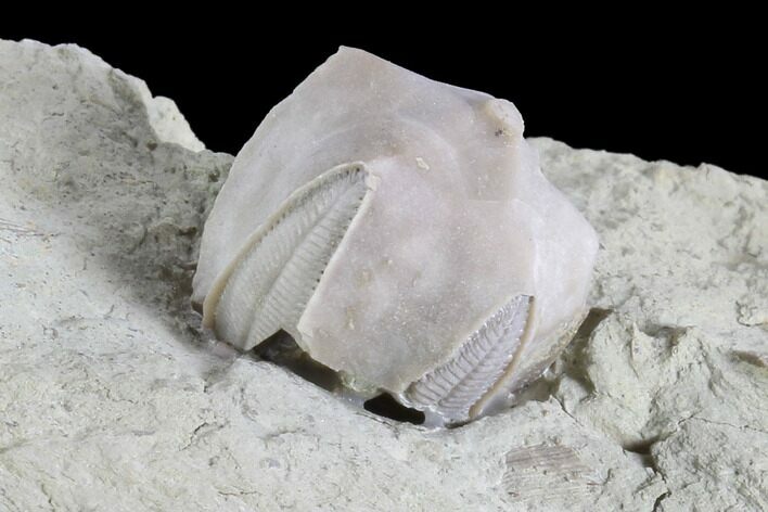 Blastoid (Pentremites) Fossil - Illinois #86467
